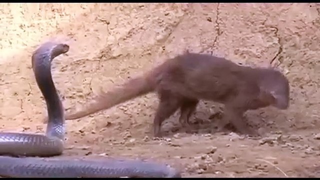 King Cobra Big Battle In The Desert Mongoose and the unexpected | Most  Amazing Attack of Animals - video Dailymotion