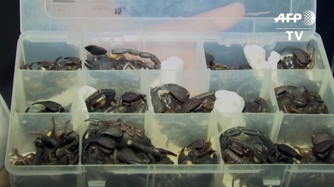 Mann mit 200 Skorpionen im Gepäck erwischt