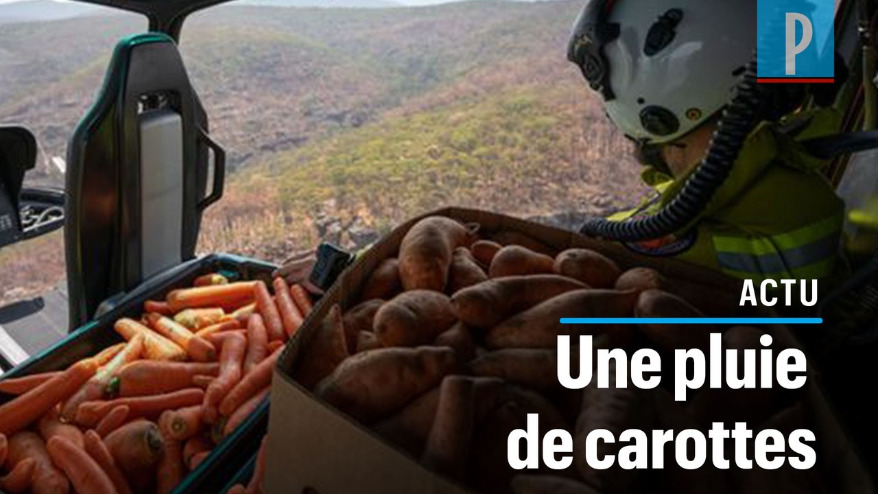 Australie : des carottes jetées depuis un hélicoptère pour nourrir les animaux
