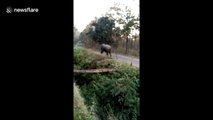 Raging wild elephant smashes parked motorcycle in south India