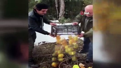 Antalya'da yaban hayvanları için yem bırakıldı