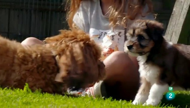 El maravilloso mundo de los cachorros episodio - CAP 5 - CONVERSACIONES DE CAHORRO - DOCUMENTALES DE ANIMALES - LOS PERROS - CAHORRITOS - ANIMALES FANTASTICOS - ANIMALES PARA NIÑOS - GRANDES DOCUMENTALES - ANIMALES - DOCUMENTALES DE LA 2 - DOCUMENTALES