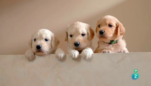 El maravilloso mundo de los cachorros episodio - cap 4 - LOS PRIMEROS MESES - DOCUMENTALES DE ANIMALES - LOS PERROS - CAHORRITOS - ANIMALES FANTASTICOS - ANIMALES PARA NIÑOS - GRANDES DOCUMENTALES - ANIMALES - DOCUMENTALES DE LA 2 - DOCUMENTALES