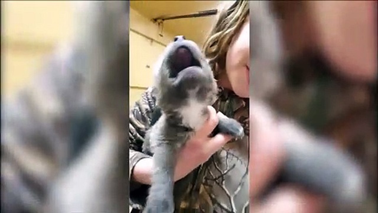 Adorable : quand un chiot apprend à hurler