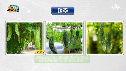 ※천만 당뇨인의 구세주※ 당뇨 잡는 도깨비 방망이 '여주'