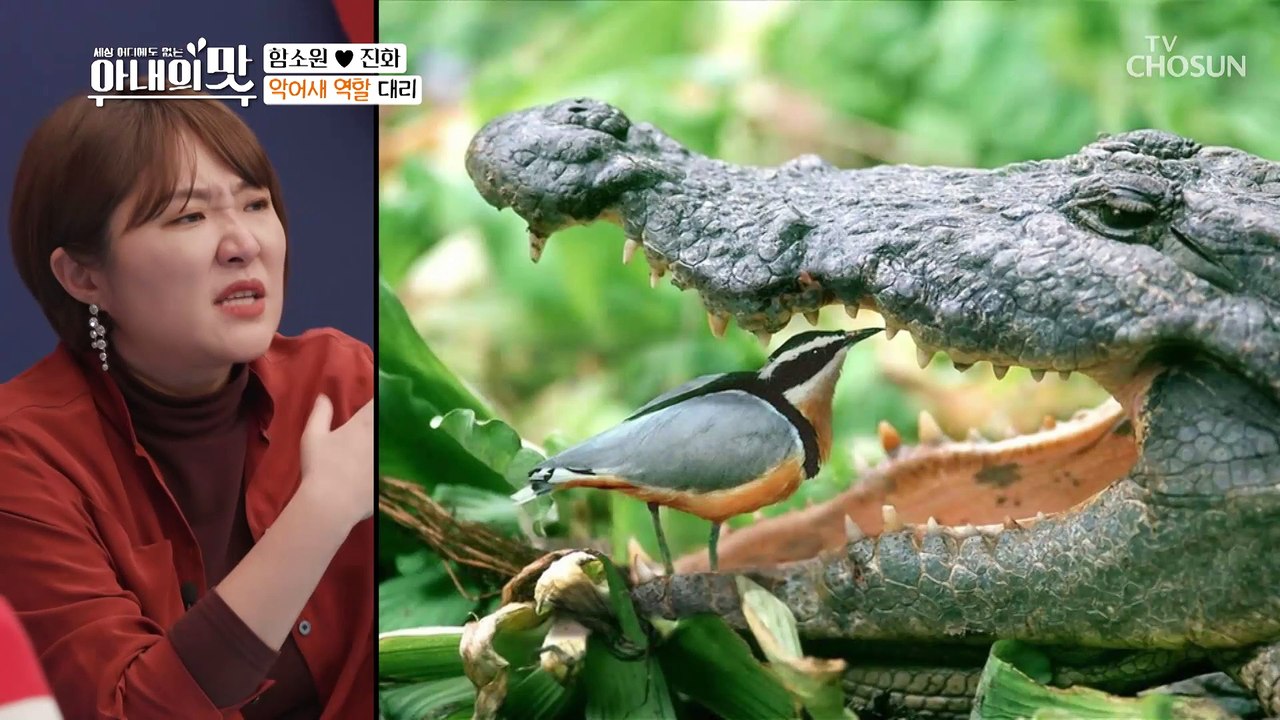 [충격] 악어 이빨 치카치카?! ※악어 스케일링※