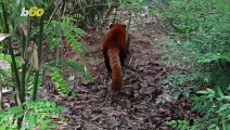 Fugitive Red Panda Finally Found and Returned After Dramatic Rescue