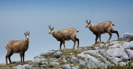 Un tour-opérateur propose de chasser le chamois pour 3000 euros dans le Ventoux, une pétition appelle au boycott