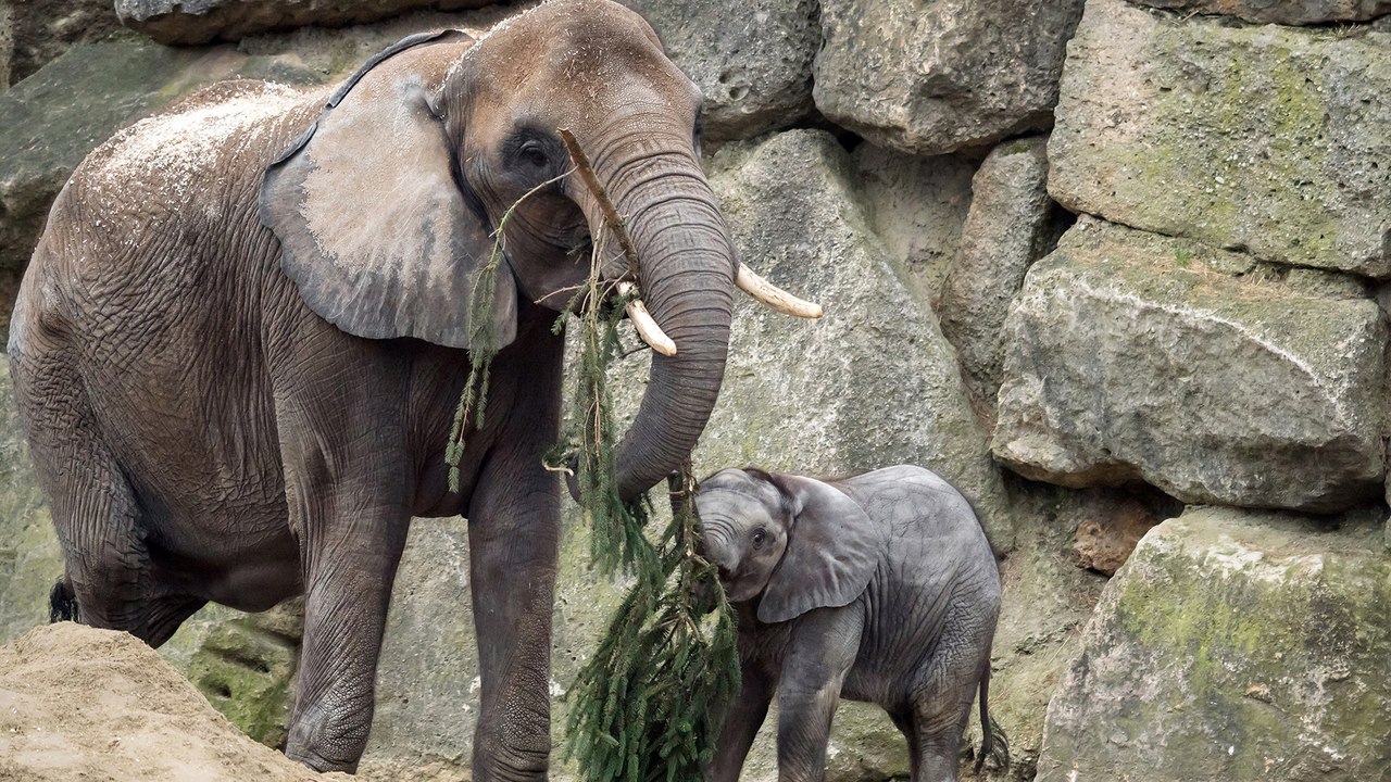 Christbaum zum Frühstück im Tiergarten Schönbrunn