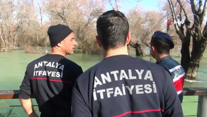 Şelaledeki su seviyesi yükselince iki kedi ağaçta mahsur kaldı