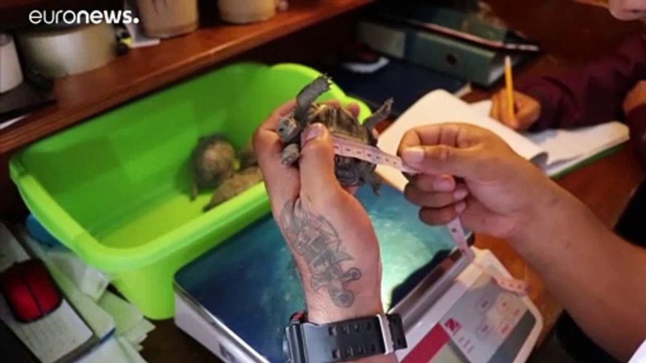 Diego (100) zeugt 800 Kinder