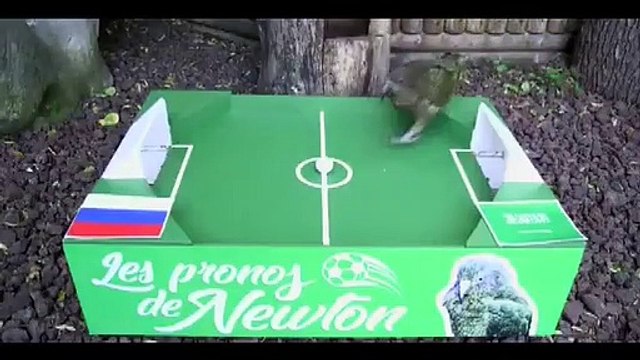 2018 Dünya Kupasının kahini Newton, açılış maçı için tahminde bulundu