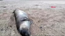 Antalya kemer'de ölü akdeniz foku kıyıya vurdu