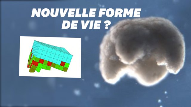 Cet ours blanc multicellulaire pourrait nous soigner