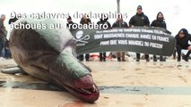 Pêche: des dauphins morts sur la place du Trocadéro