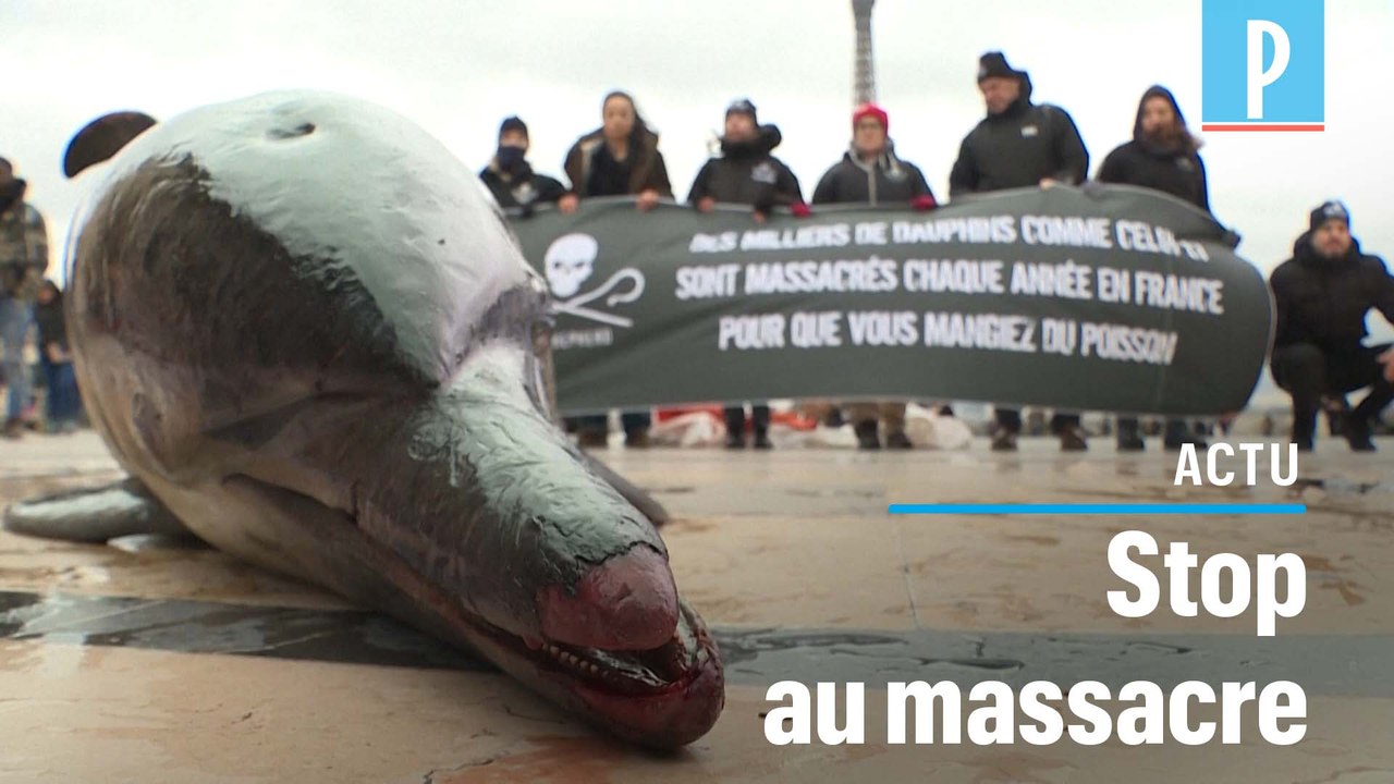Des cadavres de dauphins au Trocadéro