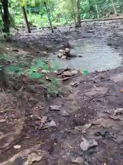 Pups Playing in the Mud
