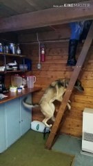 Cool Pup Learned to Climb Ladders