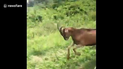 Crazy kids! Baby goats enjoy goofily jumping down grassy hill
