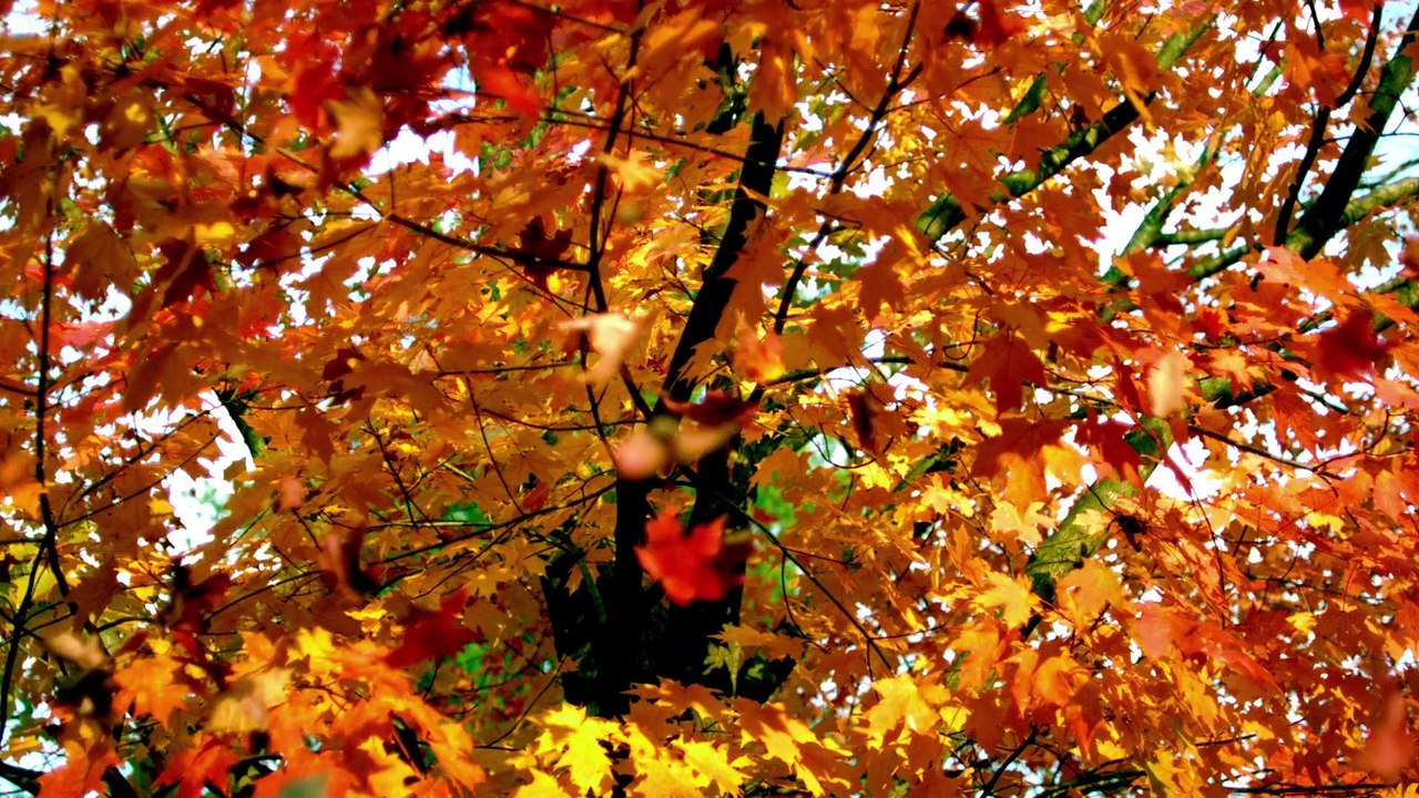 JADE  - Medwyn Goodall