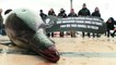 Marine conservation society Sea Shepherd brings dead dolphins to central Paris to highlight overfishing