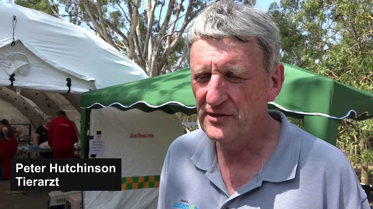 Koalas auf Känguru-Insel kämpfen ums Überleben