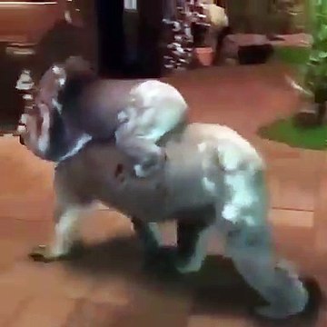 Une Koala et son enfant s'invitent chez une maison en Australie