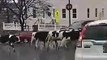 Ce fermier a perdu ses vaches qui se baladent en ville !