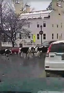 Ce fermier a perdu ses vaches qui se baladent en ville !