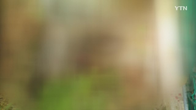 대구 동구 주택가·학교에 멧돼지 2마리 나타나 사살 / YTN