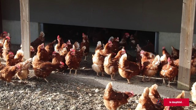 HAUTE-SAVOIE 15 000 poules pondeuses attendues dans leur nouveau poulailler