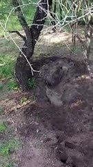 Happy Hogs Having Family Time