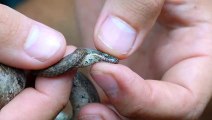 La technique de défense de ce serpent est incroyable : autohémorrhée du boa pygmée des Bahamas