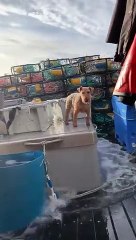 Ce chien a vraiment le pied marin. Enfin, la patte...