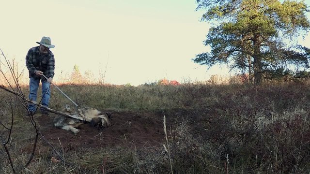 Ils tentent de libérer un loup pris dans un piège