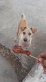 Il donne une brochette à ce chien qui ne va pas la manger. Regardez pourquoi