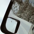 Wolves Howl in Yellowstone