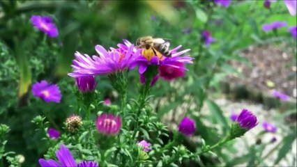 Jesus disse que não ha oração mais forte que essa,ore e agradeça