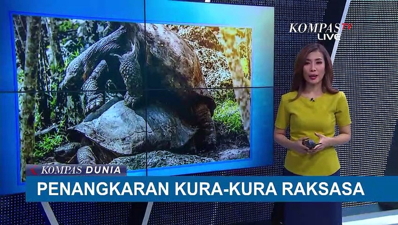 Mulai Proses Karantina, Ini Dia Diego si Kura-K...
