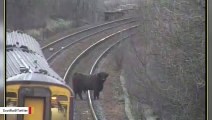 Cow Wanders Onto Train Tracks, Causes Major Delays In Scotland