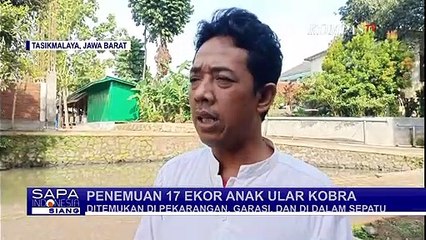 Geger 17 Anak Ular Kobra Ditemukan di Lingkungan Pesantren