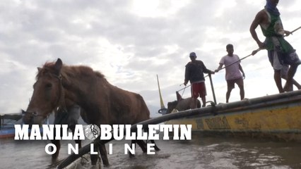 Groups rescue animals left behind after Taal volcano eruption