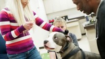 Pet Wellness Exams in Escondido | Companion Animal Health & Rehabilitation Center