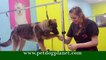 Grooming German Shepherd | Pet Grooming | Dog Grooming