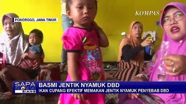 Ikan Cupang Buat Basmi Jentik Nyamuk DBD