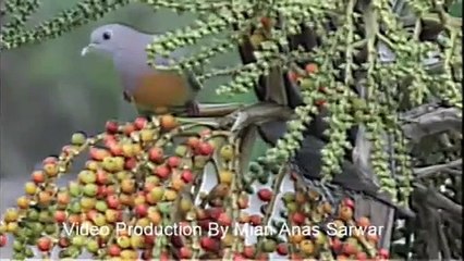 Surah Rahman Tilawat By Ali Hussan Maskeen - #Usama Public School#- Anas Ali TV