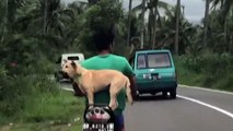 Video Viral Anjing Pintar Naik Motor
