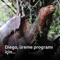 800 çocuğu olan dev kaplumbağa Diego ile tanışın