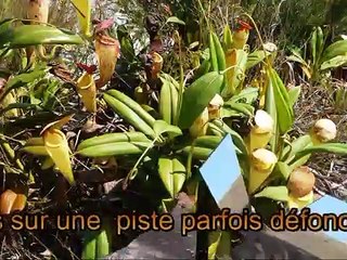 MADAGASCAR PISTE BAC + 10  MANAKARA  FORT DAUPHIN