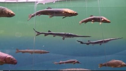 Punahnya Si Raja Ikan